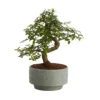 Bonsai In 15cm Grey Ceramic Decorative Pot