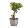 Bonsai In 17cm Terracotta Plastic Pot