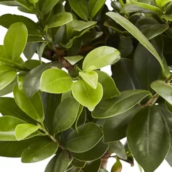 Bonsai In 17cm Terracotta Plastic Pot 3 Bonsai In 17cm Terracotta Plastic Pot -Cheap Grow And Trim Store bonsai in 17cm terracotta plastic pot3663602462781 36c bq