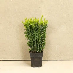 Box 20cm Height Evergreen Hedge Plant Pack Of 20 -Cheap Grow And Trim Store box 20cm height evergreen hedge plant pack of 205056684004044 03c MP