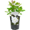Bride And Groom White Rose - Outdoor Plant, Ideal For Gardens, Compact Size