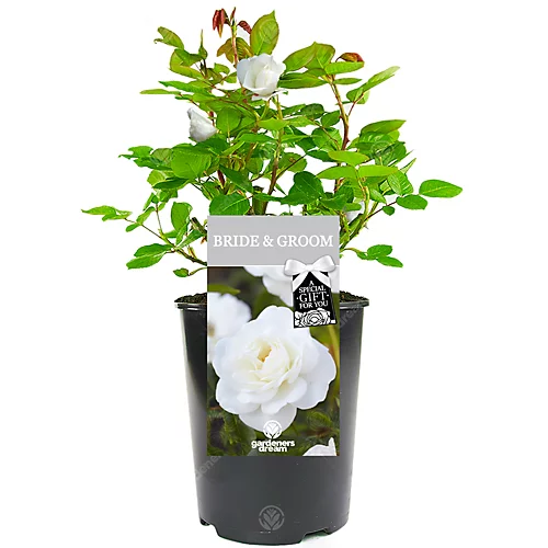 Bride And Groom White Rose - Outdoor Plant, Ideal For Gardens, Compact Size 1 Bride And Groom White Rose - Outdoor Plant, Ideal For Gardens, Compact Size