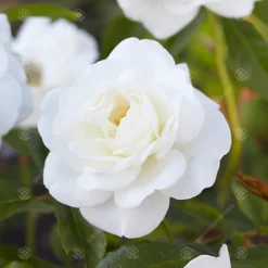 Bride And Groom White Rose - Outdoor Plant, Ideal For Gardens, Compact Size 5 Bride And Groom White Rose - Outdoor Plant, Ideal For Gardens, Compact Size -Cheap Grow And Trim Store bride and groom white rose outdoor plant ideal for gardens compact size5051641538709 02c MP
