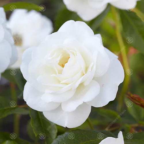 Bride And Groom White Rose - Outdoor Plant, Ideal For Gardens, Compact Size 2 Bride And Groom White Rose - Outdoor Plant, Ideal For Gardens, Compact Size - Image 2