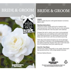 Bride And Groom White Rose - Outdoor Plant, Ideal For Gardens, Compact Size 6 Bride And Groom White Rose - Outdoor Plant, Ideal For Gardens, Compact Size -Cheap Grow And Trim Store bride and groom white rose outdoor plant ideal for gardens compact size5051641538709 03c MP