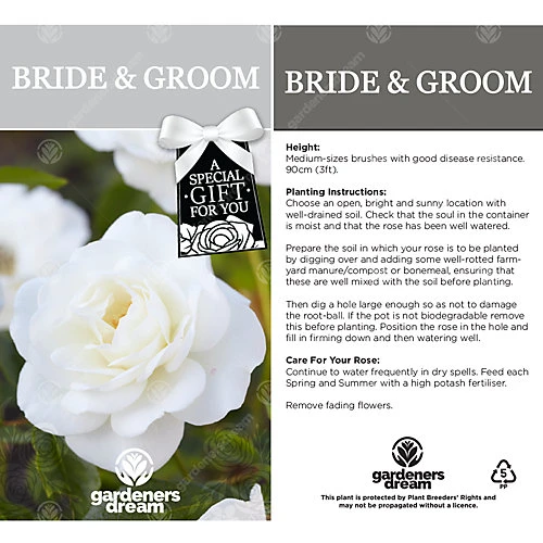 Bride And Groom White Rose - Outdoor Plant, Ideal For Gardens, Compact Size 3 Bride And Groom White Rose - Outdoor Plant, Ideal For Gardens, Compact Size - Image 3