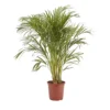Butterfly Palm In 24cm Terracotta Plastic Grow Pot