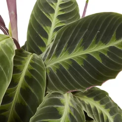 Calathea Black Magic In 19cm Natural Cattail & Plastic Decorative Pot -Cheap Grow And Trim Store calathea black magic in 19cm natural cattail plastic decorative pot3663602463702 37c bq