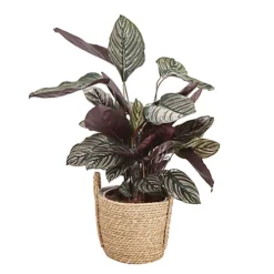 Calathea Leopardina In 19cm Natural Cattail & Plastic Decorative Pot