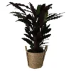 Calathea Wavestar In 19cm Natural Cattail & Plastic Decorative Pot