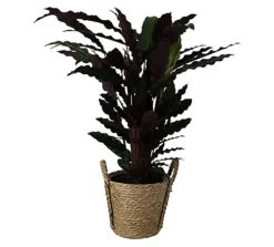 Calathea Wavestar In 19cm Natural Cattail & Plastic Decorative Pot