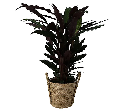 Calathea Wavestar In 19cm Natural Cattail & Plastic Decorative Pot 1 Calathea Wavestar In 19cm Natural Cattail & Plastic Decorative Pot