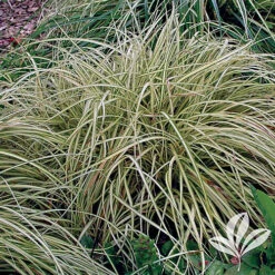 Carex Morrowii Aureoviegata - 2L Pot
