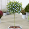 Ceanothus Victoria Patio Tree - Stunning Variety, Ideal For UK Gardens, Compact Size (2-3ft)