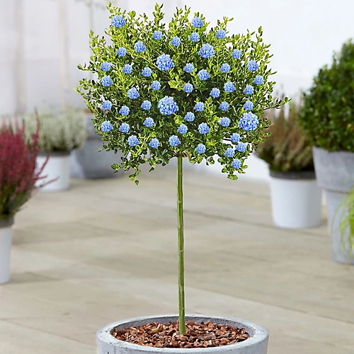 Ceanothus Victoria Patio Tree - Stunning Variety, Ideal For UK Gardens, Compact Size (2-3ft) 1 Ceanothus Victoria Patio Tree - Stunning Variety, Ideal For UK Gardens, Compact Size (2-3ft)