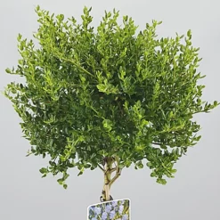 Ceanothus Victoria Patio Tree - Stunning Variety, Ideal For UK Gardens, Compact Size (2-3ft) 5 Ceanothus Victoria Patio Tree - Stunning Variety, Ideal For UK Gardens, Compact Size (2-3ft) -Cheap Grow And Trim Store ceanothus victoria patio tree stunning variety ideal for uk gardens compact size 2 3ft 5059442009503 02c MP