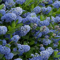 Ceanothus Victoria Patio Tree - Stunning Variety, Ideal For UK Gardens, Compact Size (2-3ft) 7 Ceanothus Victoria Patio Tree - Stunning Variety, Ideal For UK Gardens, Compact Size (2-3ft) -Cheap Grow And Trim Store ceanothus victoria patio tree stunning variety ideal for uk gardens compact size 2 3ft 5059442009503 04c MP