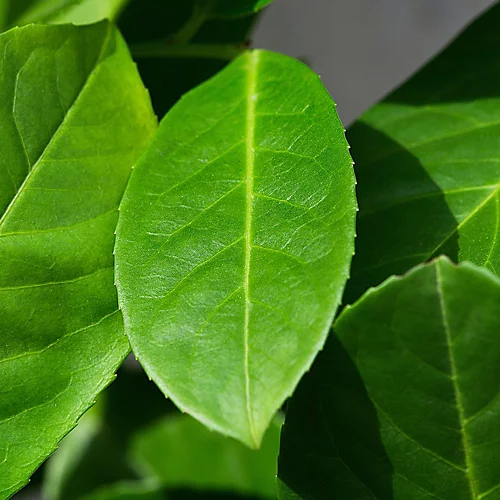 Cherry Laurel 1.25m Height Evergreen Instant Hedge Pack Of 14 3 Cherry Laurel 1.25m Height Evergreen Instant Hedge Pack Of 14 - Image 3