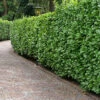 Cherry Laurel 1.75m Height Evergreen Instant Hedge Pack Of 8