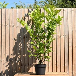 Cherry Laurel 1.75m Height Evergreen Instant Hedge Pack Of 8 4 Cherry Laurel 1.75m Height Evergreen Instant Hedge Pack Of 8 -Cheap Grow And Trim Store cherry laurel 1 75m height evergreen instant hedge pack of 85056684004457 02c MP