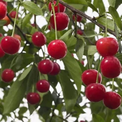 Cherry Morello Patio Tree - Tart Fruit-Bearing Tree For UK Patio Gardens - Outdoor Plant (2-3ft) -Cheap Grow And Trim Store cherry morello patio tree tart fruit bearing tree for uk patio gardens outdoor plant 2 3ft 5059442014613 02c MP