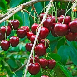 Cherry Regina Patio Tree - Delicious Fruit-Bearing Tree For UK Patio Gardens - Outdoor Plant (2-3ft) -Cheap Grow And Trim Store cherry regina patio tree delicious fruit bearing tree for uk patio gardens outdoor plant 2 3ft 5059442031924 02c MP
