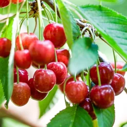 Cherry Regina Patio Tree - Delicious Fruit-Bearing Tree For UK Patio Gardens - Outdoor Plant (2-3ft) -Cheap Grow And Trim Store cherry regina patio tree delicious fruit bearing tree for uk patio gardens outdoor plant 2 3ft 5059442031924 03c MP
