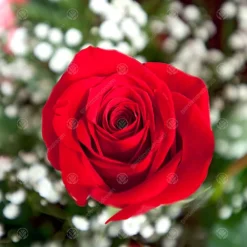 China Wedding 20th Anniversary Red Rose - Outdoor Plant, Ideal For Gardens, Compact Size -Cheap Grow And Trim Store china wedding 20th anniversary red rose outdoor plant ideal for gardens compact size5051641556147 03c MP