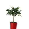 Christmas House Plants In 15cm Orange Plastic Grow Pot