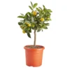 Citrus In 14cm Orange Plastic Grow Pot