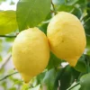 Citrus Lemon Toscane Fruit Tree Plant 60-70cm Supplied In A 2 Litre Pot