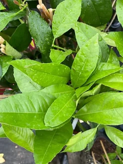 Citrus Lemon Toscane Fruit Tree Plant 60-70cm Supplied In A 2 Litre Pot -Cheap Grow And Trim Store citrus lemon toscane fruit tree plant 60 70cm supplied in a 2 litre pot5061013071741 02c MP