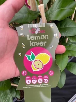 Citrus Lemon Toscane Fruit Tree Plant 60-70cm Supplied In A 2 Litre Pot -Cheap Grow And Trim Store citrus lemon toscane fruit tree plant 60 70cm supplied in a 2 litre pot5061013071741 03c MP