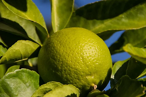 Citrus Lime Verde Edible Fruit Tree Plant 60-70cm Supplied In A 2 Litre Pot 1 Citrus Lime Verde Edible Fruit Tree Plant 60-70cm Supplied In A 2 Litre Pot