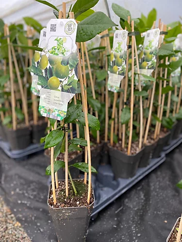 Citrus Lime Verde Edible Fruit Tree Plant 60-70cm Supplied In A 2 Litre Pot 2 Citrus Lime Verde Edible Fruit Tree Plant 60-70cm Supplied In A 2 Litre Pot - Image 2