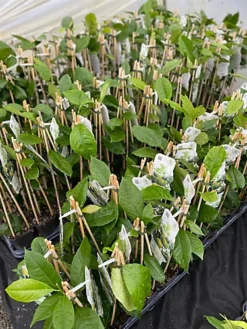 Citrus Lime Verde Edible Fruit Tree Plant 60-70cm Supplied In A 2 Litre Pot 6 Citrus Lime Verde Edible Fruit Tree Plant 60-70cm Supplied In A 2 Litre Pot -Cheap Grow And Trim Store citrus lime verde edible fruit tree plant 60 70cm supplied in a 2 litre pot5061013074841 03c MP