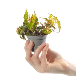 Collection Of 3 X Small Baby Evergreen Mixed Indoor House Plants Growers Choice 6 Collection Of 3 X Small Baby Evergreen Mixed Indoor House Plants Growers Choice -Cheap Grow And Trim Store collection of 3 x small baby evergreen mixed indoor house plants growers choice5059442057771 03c MP