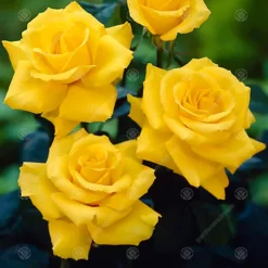 Congratulations Yellow Rose - Outdoor Plant, Ideal For Gardens, Compact Size -Cheap Grow And Trim Store congratulations yellow rose outdoor plant ideal for gardens compact size5051641538716 02c MP