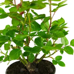 Congratulations Yellow Rose - Outdoor Plant, Ideal For Gardens, Compact Size -Cheap Grow And Trim Store congratulations yellow rose outdoor plant ideal for gardens compact size5051641538716 04c MP