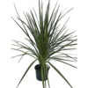 Cordyline Australis Green - 2L Pot (17cm)