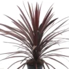 Cordyline Red Star - 2L Pot (17cm)