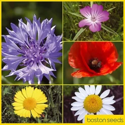 Cornfield Annual Wildflower Seed BS9P 100% (100 G) -Cheap Grow And Trim Store cornfield annual wildflower seed bs9p 100 100 g 00001015 02c MP