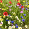 Cornfield Annual Wildflower Seed BS9P 100% (250 G)