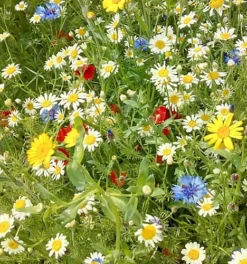 Cornfield Annual Wildflower Seed BS9P 100% (250 G) 7 Cornfield Annual Wildflower Seed BS9P 100% (250 G) -Cheap Grow And Trim Store cornfield annual wildflower seed bs9p 100 250 g 00000590 06c MP