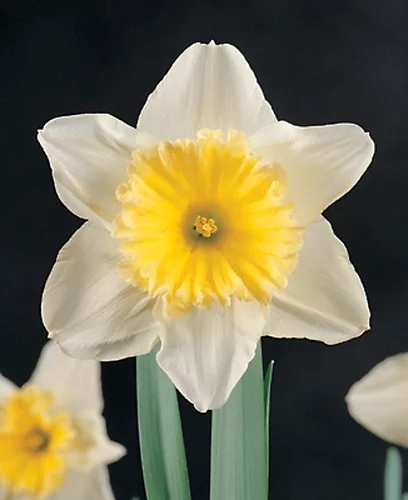 Cornfield Annual Wildflower Seed BS9P 100% (5 Kg) 2 Cornfield Annual Wildflower Seed BS9P 100% (5 Kg) - Image 2