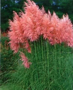 Cortaderia Rosea Pink Pampas Grass Plant Supplied In A 3 Litre Pot -Cheap Grow And Trim Store cortaderia rosea pink pampas grass plant supplied in a 3 litre pot5061013079198 01c MP