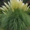 Cortaderia White Pampas Grass Plant Supplied In A 3 Litre Pot