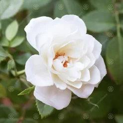 Crystal Wedding 15th Anniversary White Rose - Outdoor Plant, Ideal For Gardens, Compact Size 5 Crystal Wedding 15th Anniversary White Rose - Outdoor Plant, Ideal For Gardens, Compact Size -Cheap Grow And Trim Store crystal wedding 15th anniversary white rose outdoor plant ideal for gardens compact size5051641544663 02c MP
