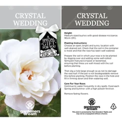 Crystal Wedding 15th Anniversary White Rose - Outdoor Plant, Ideal For Gardens, Compact Size 6 Crystal Wedding 15th Anniversary White Rose - Outdoor Plant, Ideal For Gardens, Compact Size -Cheap Grow And Trim Store crystal wedding 15th anniversary white rose outdoor plant ideal for gardens compact size5051641544663 03c MP