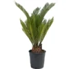 Cycas Revoluta - Classic And Resilient Indoor Plant For Interior Spaces (30-40cm)